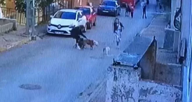 Ataşehir’de pitbull dehşeti 