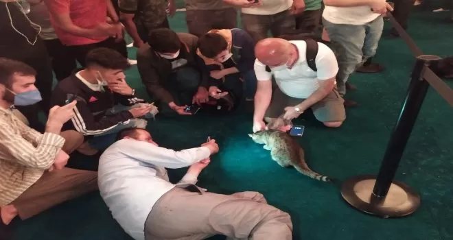 Ayasofya’nın dünyaca ünlü kedisi ’Gli’ büyük ilgi görüyor