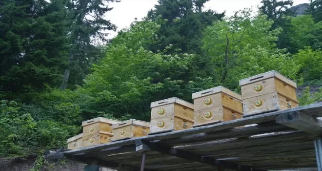 (ÖZEL) Bal ormanları ülke ekonomisine 200 milyon TL katkı sağladı
