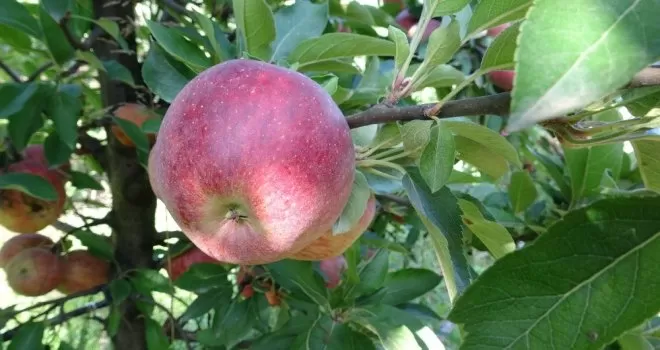 Beykoz elmasında yüzler gülüyor