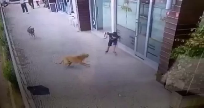 (Özel) İstanbul’da küçük çocuğa köpek saldırısı kamerada
