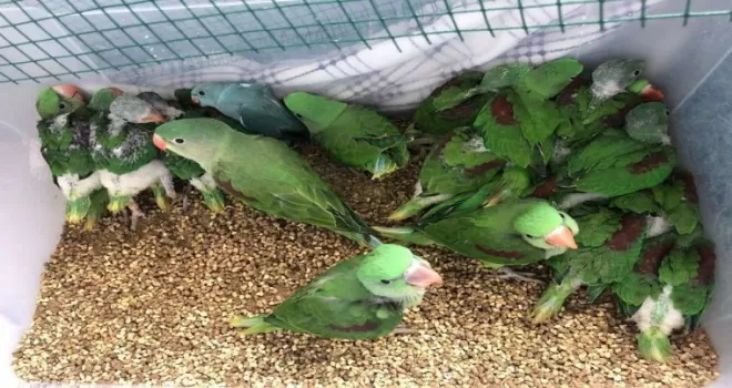 İstanbul’da papağan operasyonu: 38 İskender papağanı kurtarıldı