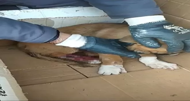  İstanbul’da sokak köpeğine akıl almaz eziyet