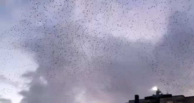 İstanbul semalarında sığırcık kuşlarının muhteşem dansı