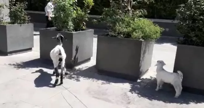  İstanbul’un göbeğinde keçi ve kuzusunu otlattı