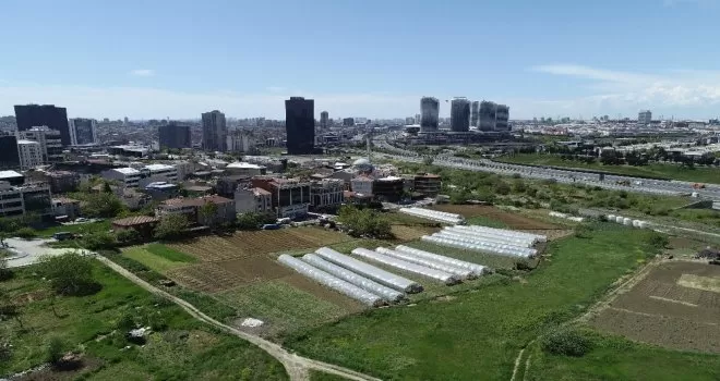 İstanbul’un merkezindeki seralarda tarım başladı