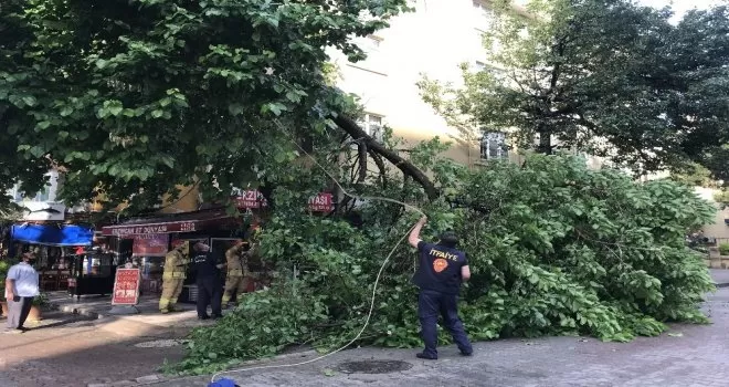 Kadıköy’de yağan aşırı yağmur yarım asırlık dut ağacını devirdi