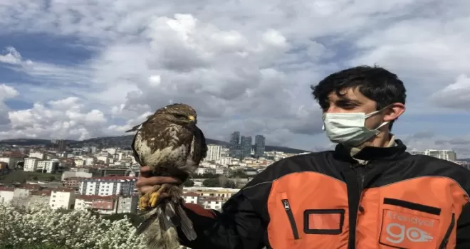 (Özel) Kartal’da aç kalan yırtıcı şahin kent merkezine indi
