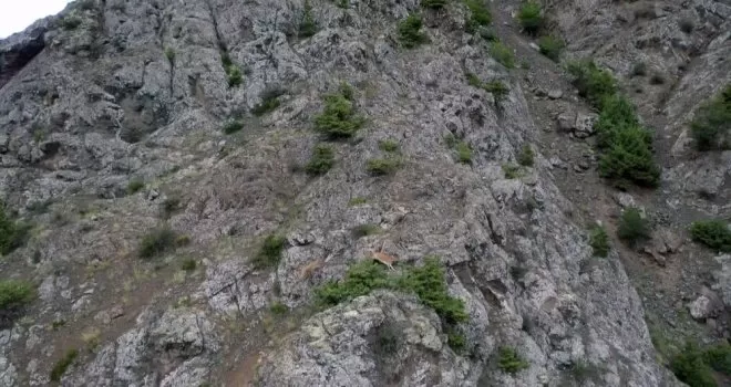 Keçilerin zirveye yolculuğu havadan görüntülendi