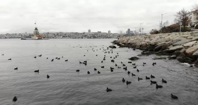 (Özel) Kız kulesinde karabatakların masalsı dansı havadan görüntülendi
