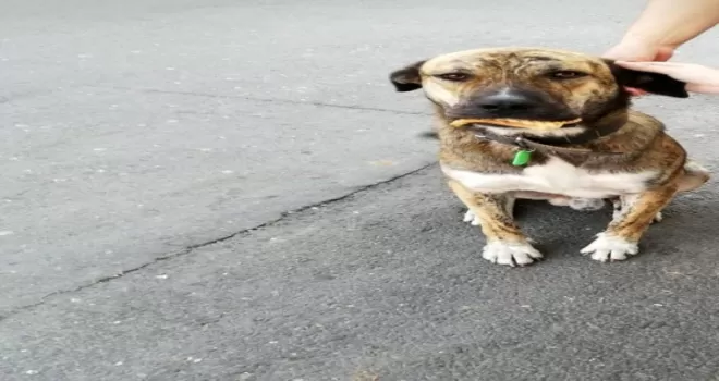 (Özel) Köpeğe çarptı umursamadan kaçtı
