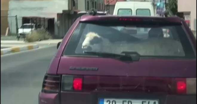 Kurbanlık koyunu otomobil bagajında böyle taşıdı