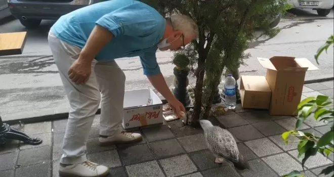  Maltepe’de yaralı olduğu için uçamayan martıya esnaf sahip çıktı
