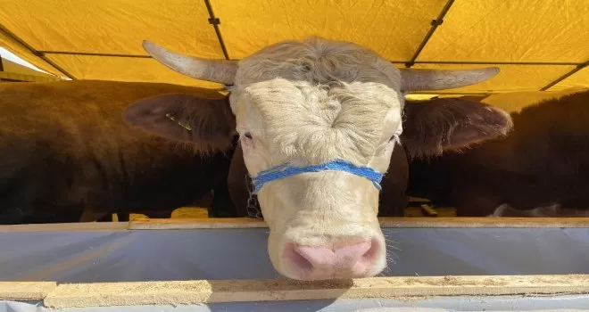 (Özel) Otomobil fiyatına 1 ton 150 kiloluk kurbanlık
