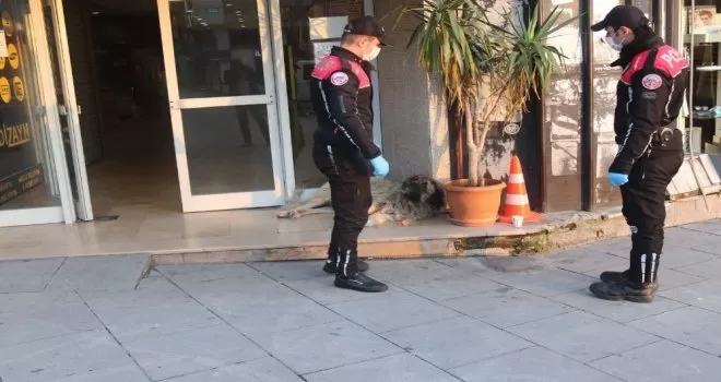 Polis, aç kalan sokak hayvanlarını elleriyle besledi