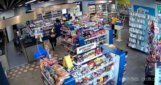 (ÖZEL) Sahibinin elinden kurtulan dana markete daldı
