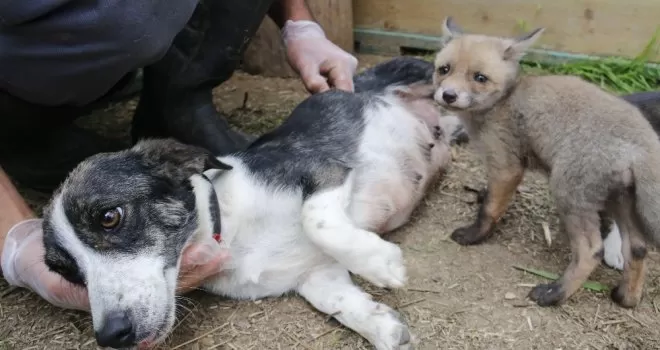 (Özel) Sahipsiz kalan çakal ve tilki yavrularına köpek sahip çıktı
