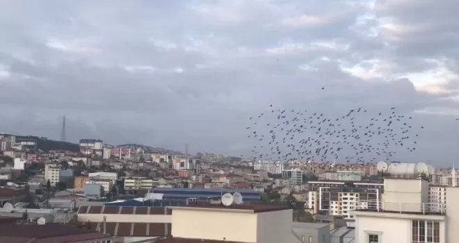 (Özel) Sığırcıkların gökyüzünde görsel şöleni görenleri hayran bıraktı
