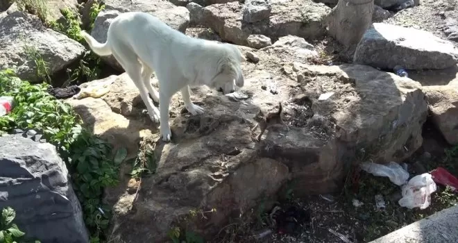Yavru kedi ile köpeğin gülümseten dostluğu