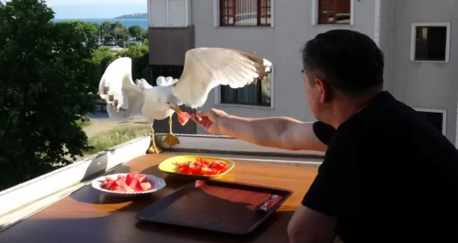  Yemeklerini martılarla beraber balkonunda yiyor