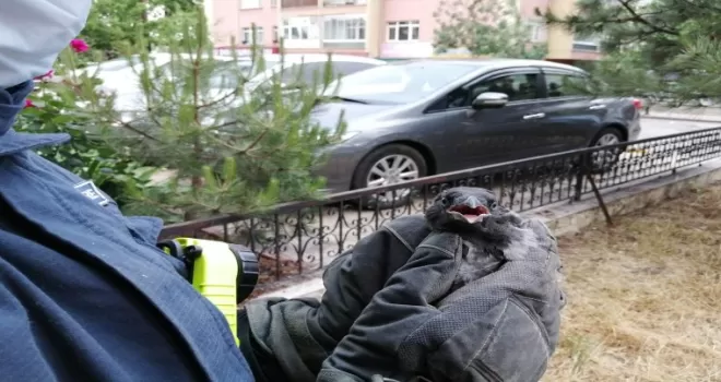 Yuvasından düşen kargayı itfaiye ekipleri kurtardı