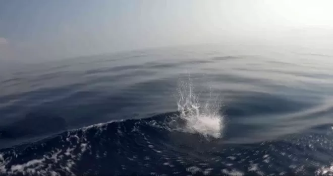 Palamut drone düşürdü!