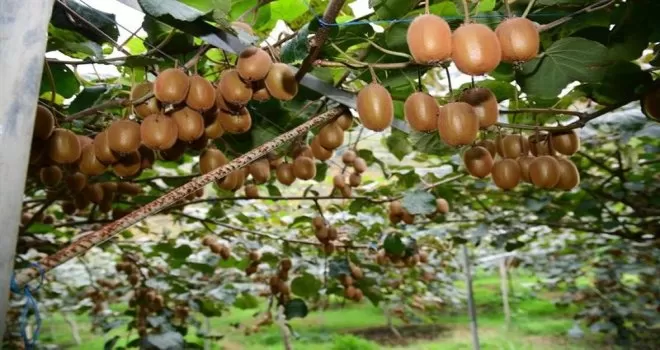 Pandemide C vitamini deposu kiviye ilgi arttı
