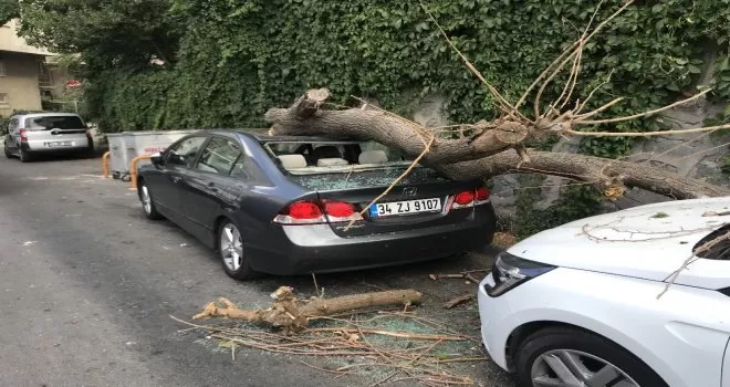 Park halindeki 2 aracın üzerine ağaç devrildi
