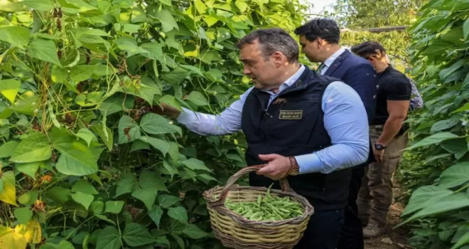 Pazaryeri Boncuğu’nda hasat vakti