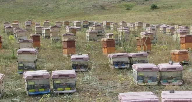 Pehlevan’dan  “Arı Tarım Komisyonu“ kurulması önerisi
