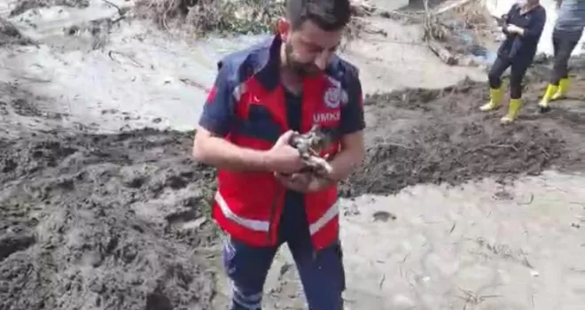 Pendik Belediyesi ekipleri selde mahsur kalan kediyi böyle kurtardı
