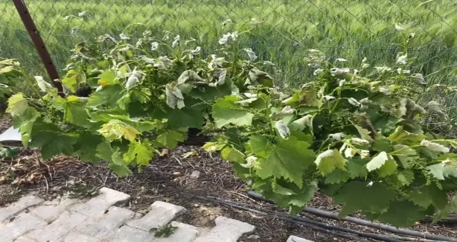 Polatlı’da tarım arazilerini don vurdu

