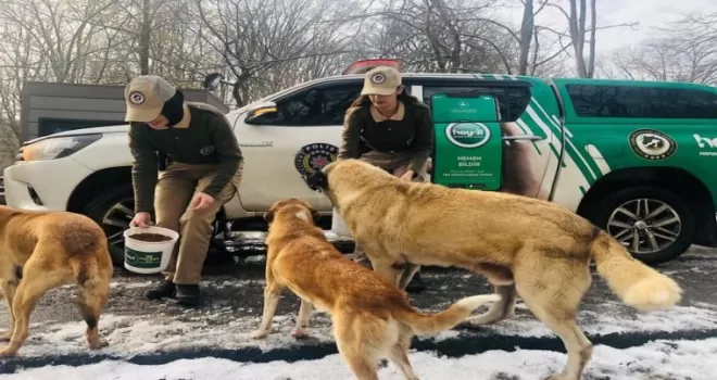 Polis ekipleri, sokak hayvanlarını besledi
