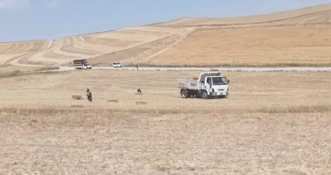 Pursaklar Belediyesi, buğday haşatından kalanları hayvanlara veriyor
