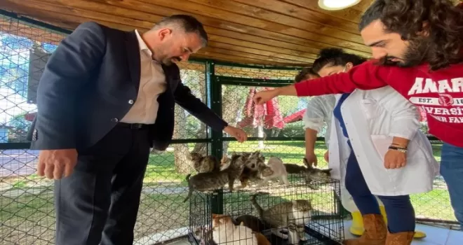 Pursaklar Belediyesi sahipsiz kedilere sıcak bir yuva arıyor
