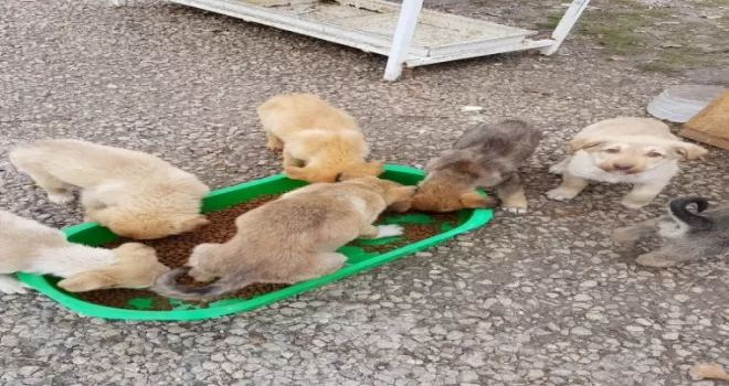 Pursaklar Belediyesi sokak hayvanlarına sahip çıkıyor
