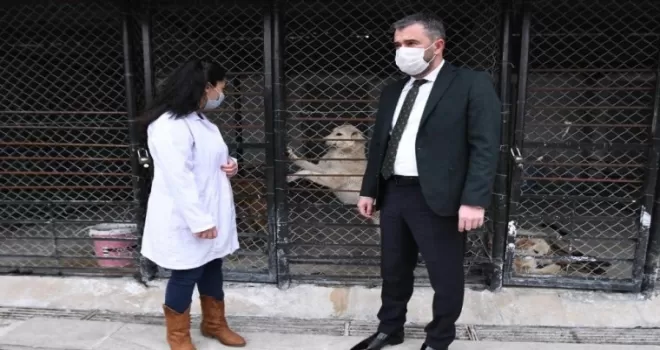 Pursaklar Belediyesi sokak hayvanlarını sahiplendiriyor
