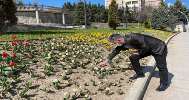 Pursaklar’da laleler çiçek açtı
