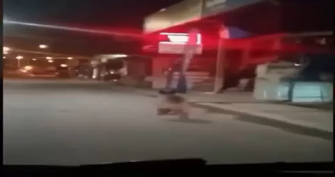 Aç kalan ayı ilçe merkezine indi
