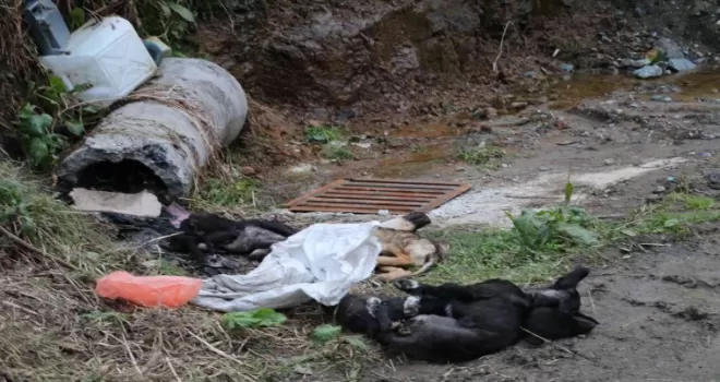 Rize’de çöpte 5 ölü köpek bulundu
