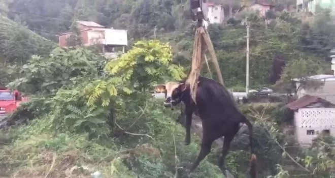 Rize’de dereye düşen inek vinçle kurtarıldı

