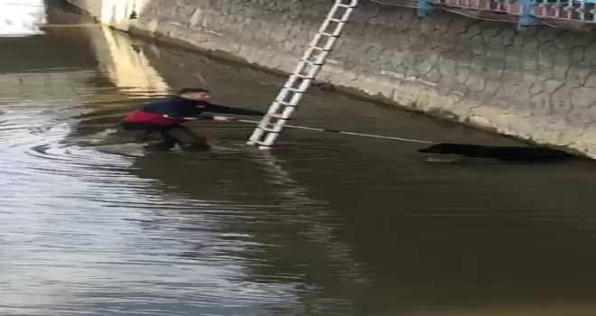 Rize’de dereye düşen köpeği itfaiye ekipleri kurtardı
