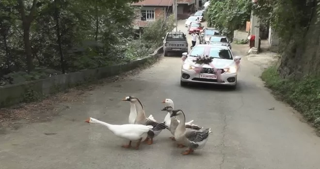 Rize’de düğün konvoyunun önünü bu kez ’Kazlar’ kesti

