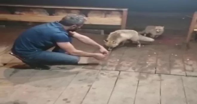 Rize’de esnafın tilkilerle sohbeti herkesi güldürdü