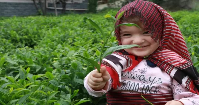 Üreticilerin gözü çıkarılacak Çay Kanununda!