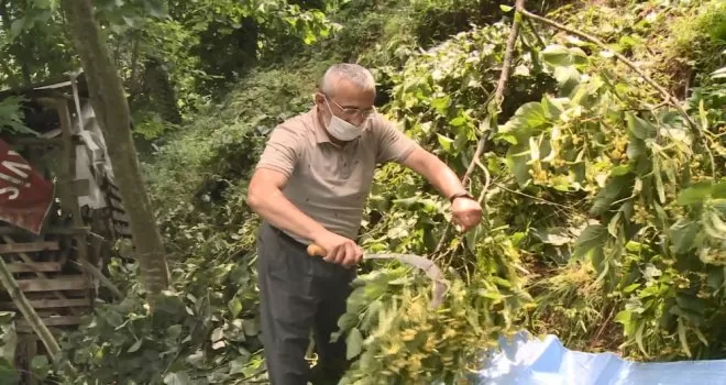 Rize’de ıhlamur hasadı başladı
