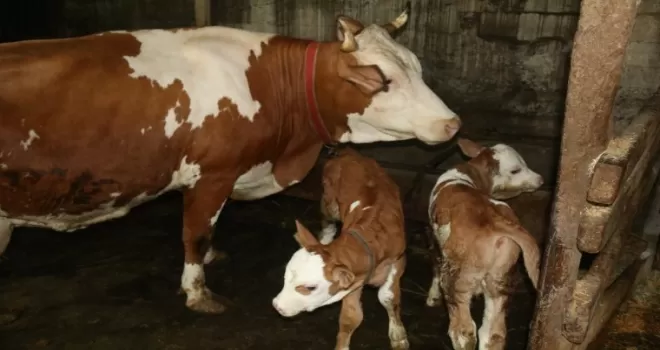 Rize’de ikiz doğuran inek sahibini sevindirdi
