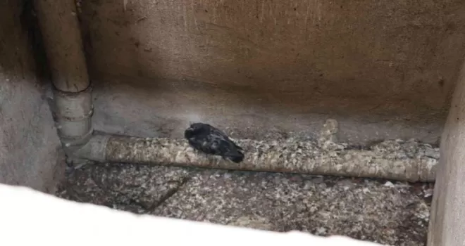 Rize’de itfaiyeden güvercin kurtarma operasyonu
