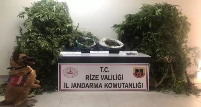 Rize’de yasa dışı kenevir operasyonu
