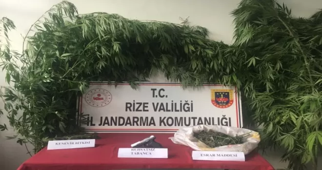 Rize’de yasa dışı kenevir operasyonu

